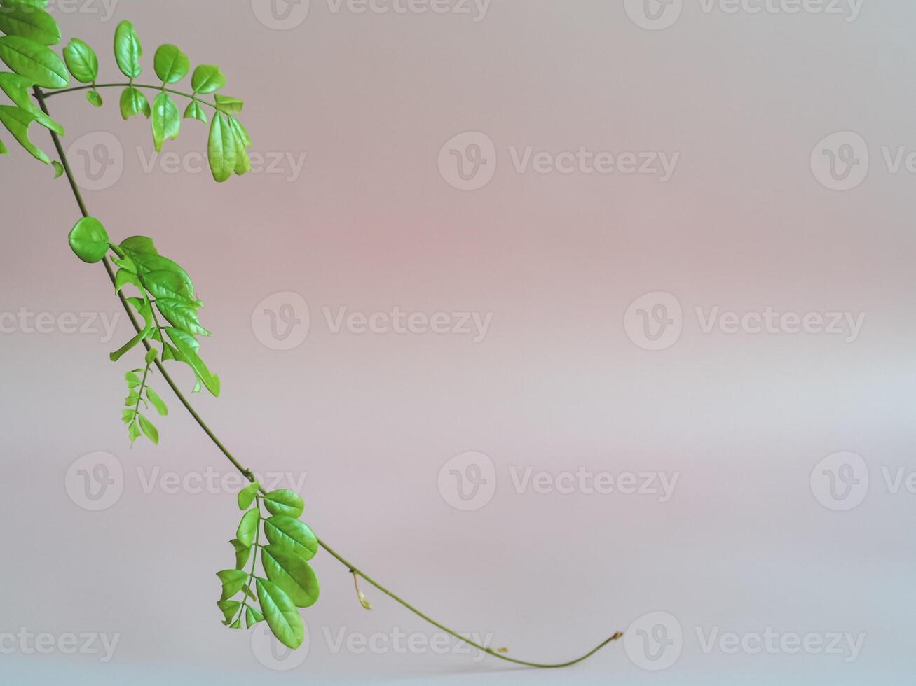 Leaves on pastel background for minimalist style copy space. photo