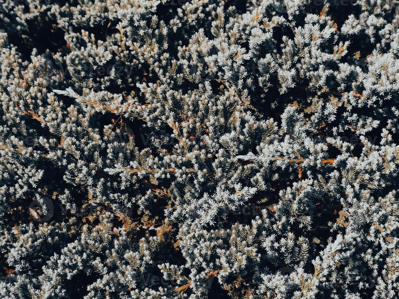 Close-up shot of creeping pine leaves in a mountain garden photo