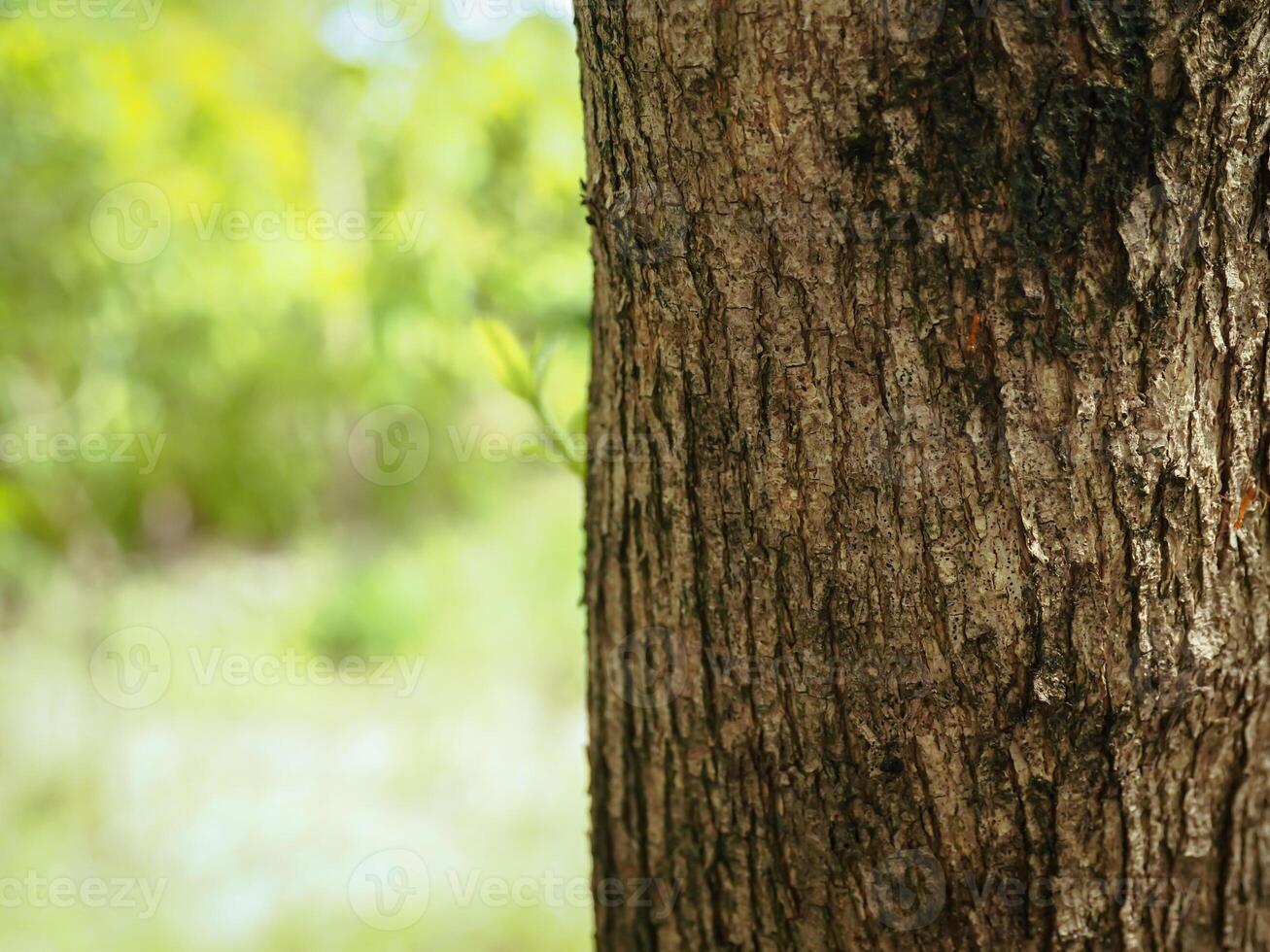 Tree bark texture in summer garden, close-up for natural background. photo