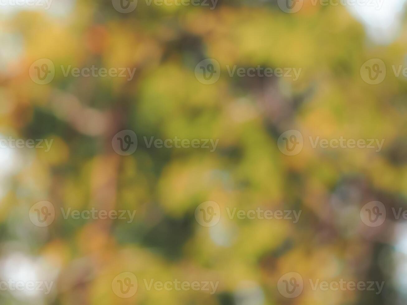 Blurred trees in summer for abstract nature background. photo