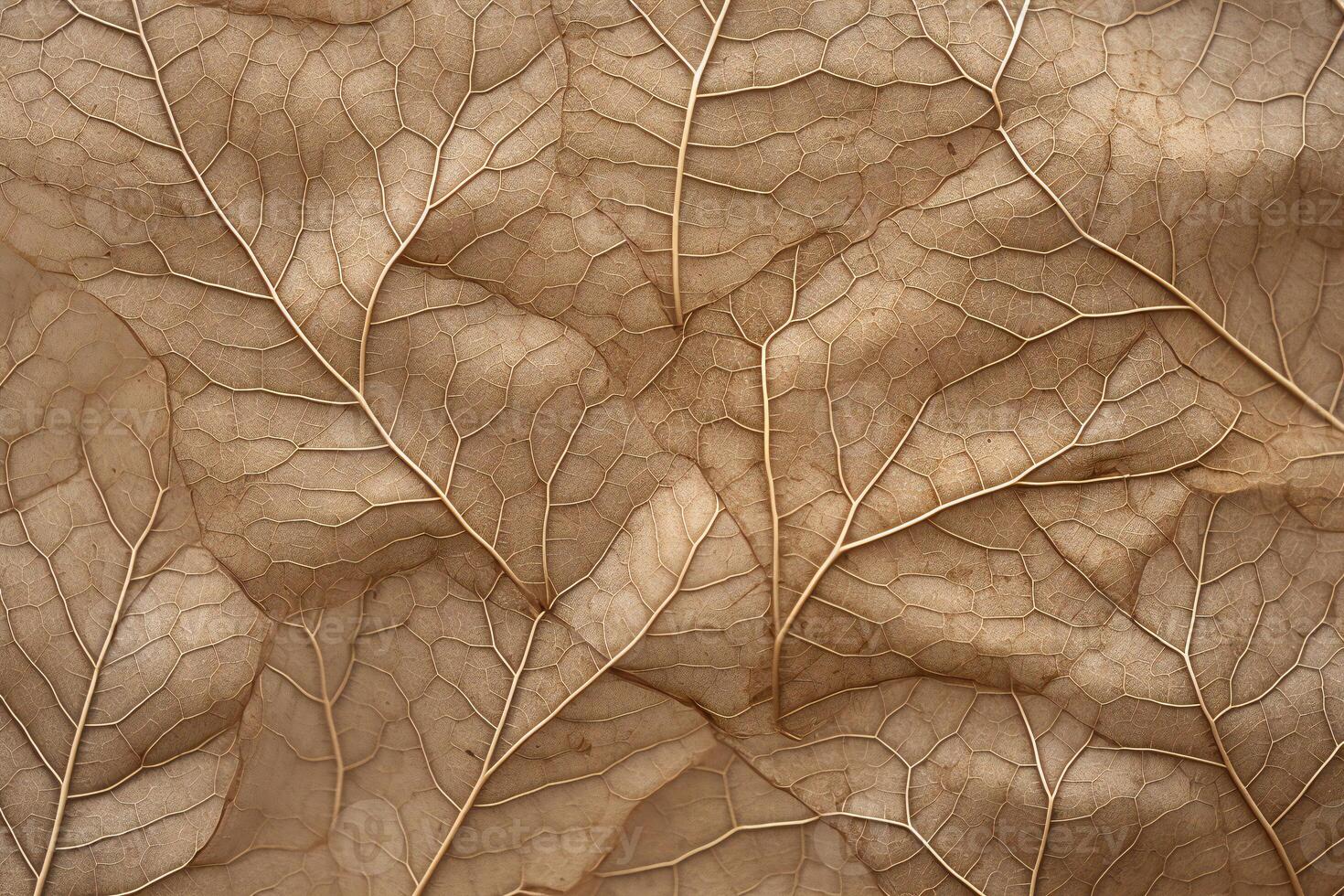 Close-Up of a Brown Leaf with Detailed Veins Natural Texture and Autumnal Beauty for Botanical Photography and Organic Pattern Inspiration photo