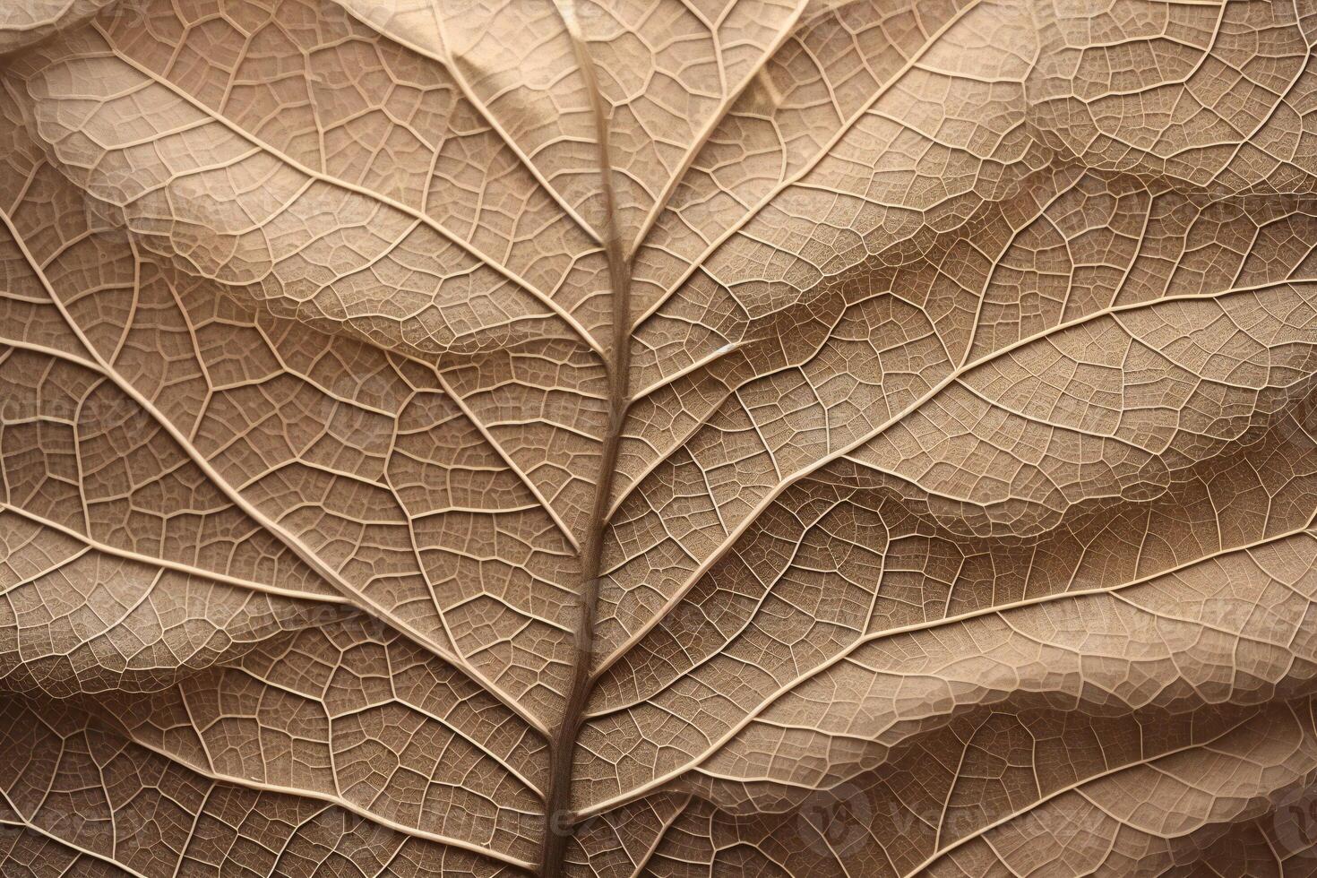 Close-Up of a Brown Leaf with Detailed Veins Natural Texture and Autumnal Beauty for Botanical Photography and Organic Pattern Inspiration photo