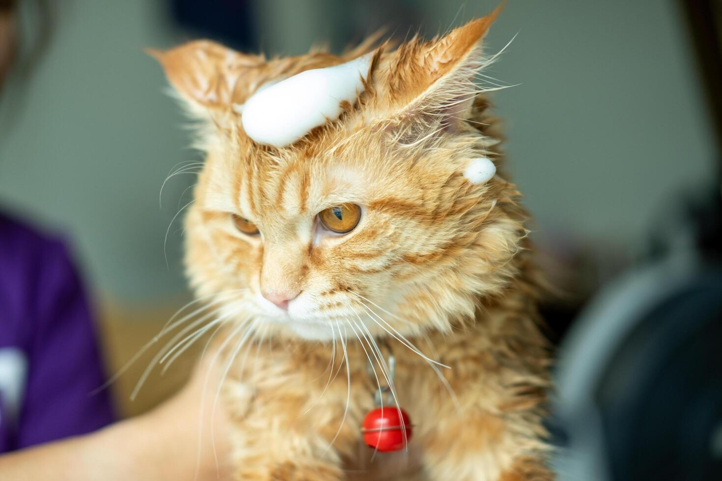 An orange cat with bubbles on its head is about to be bathed. photo