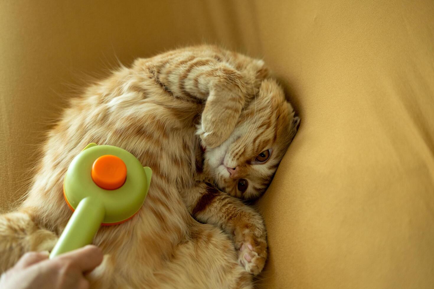 An orange cat sleeps comfortably while being brushed. photo