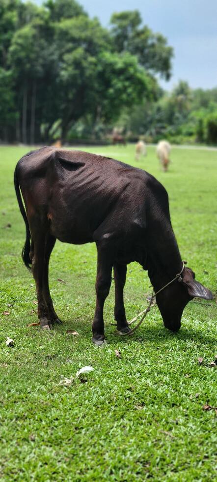 A red colored middle aged cow is grazing in a vast field under the open sky in natural environment. photo