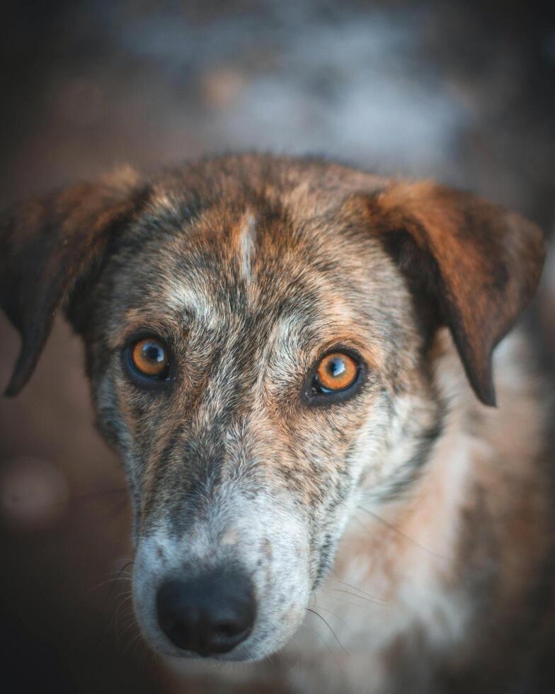 Dog very nice picture photo