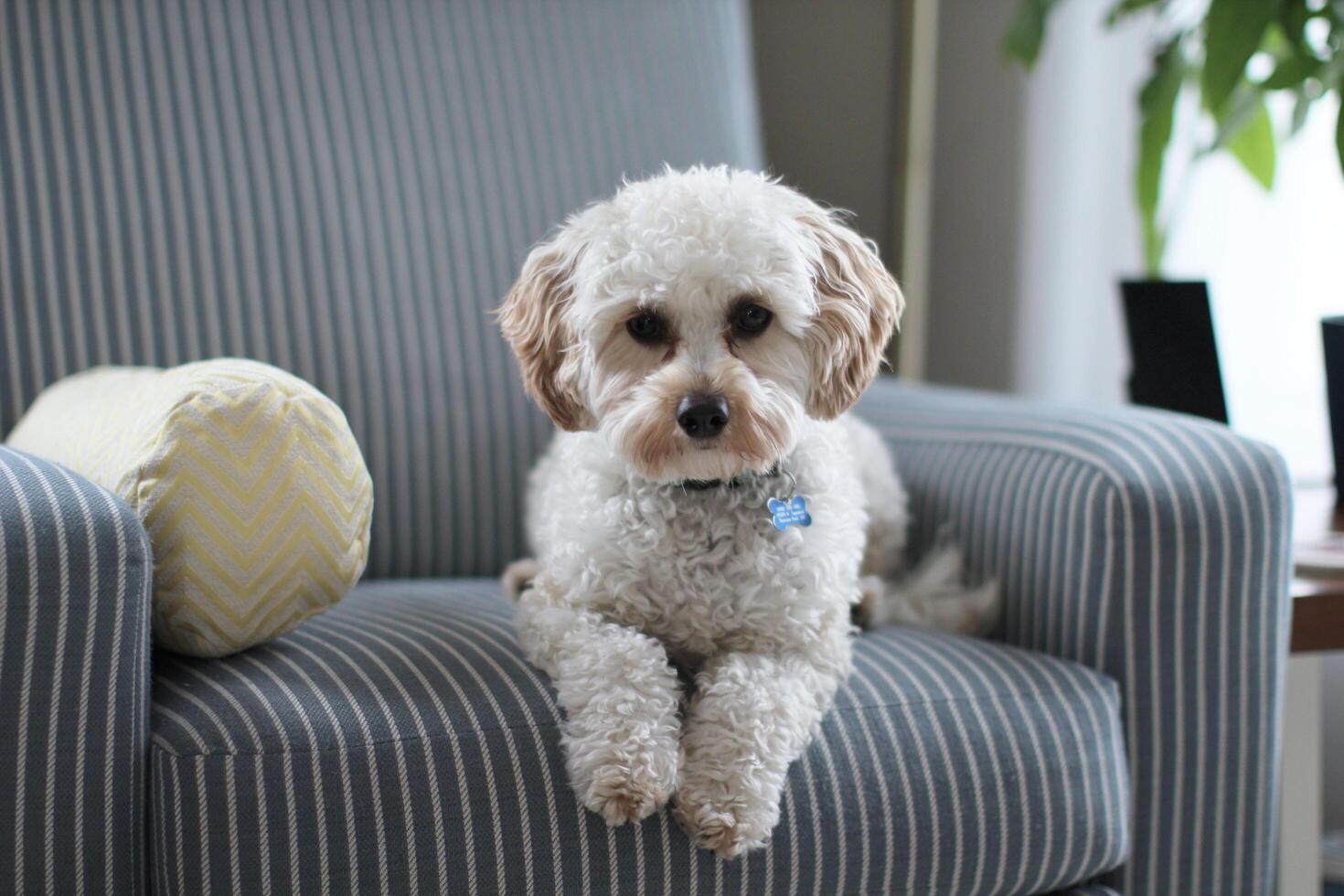 Dog very nice picture photo