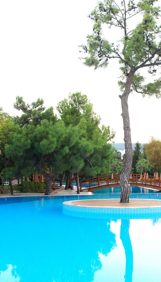 pool against coniferous trees photo