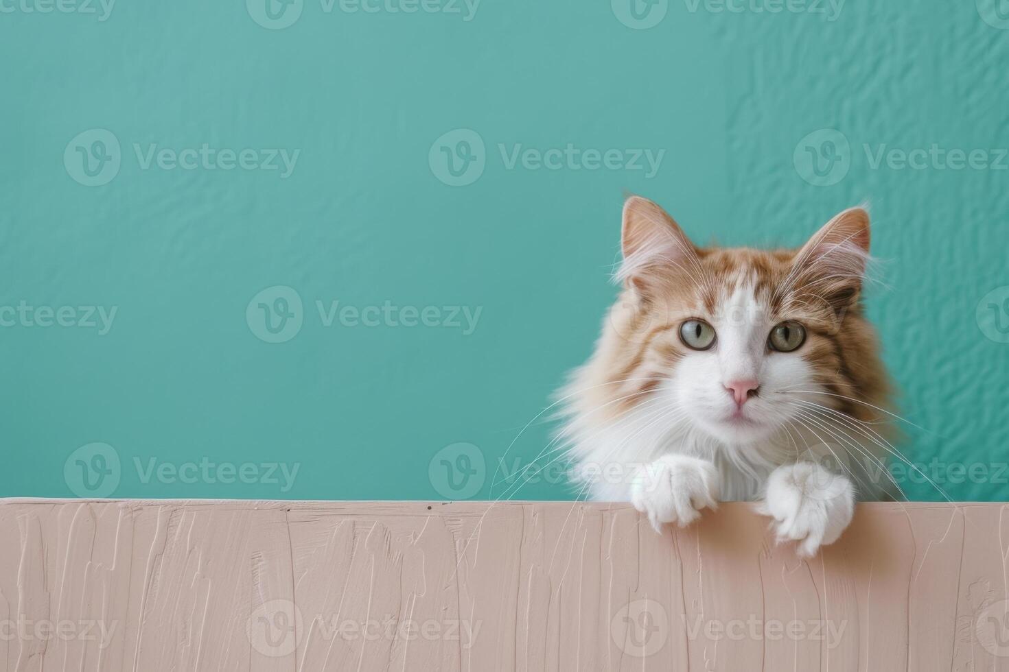 Cat peeking over a beige surface in a bright teal room, copy space photo