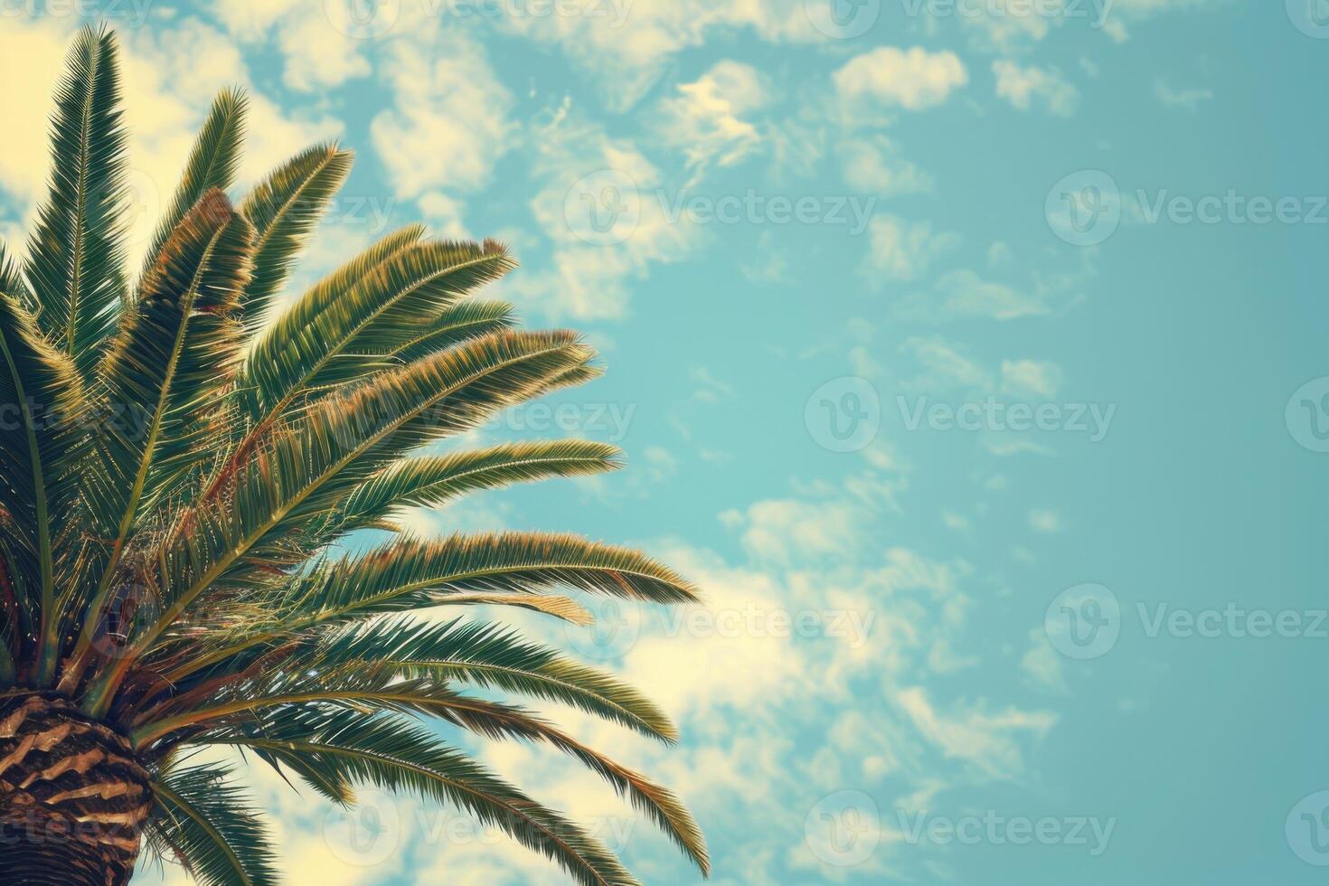 Palm tree reaching towards sunny sky with soft clouds in the background, copy space photo