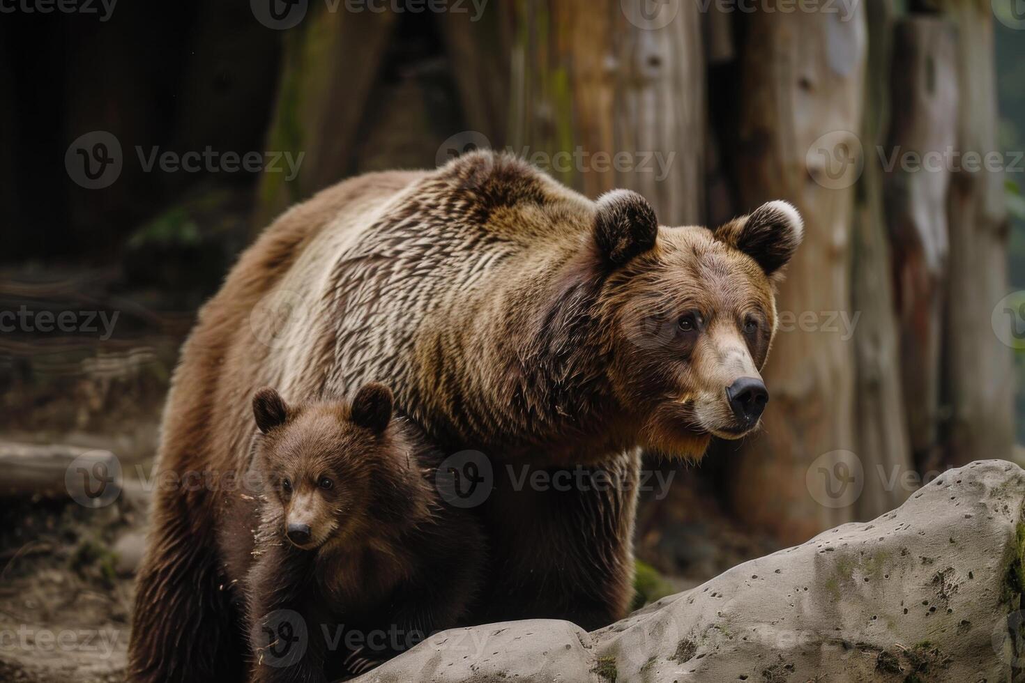 A mother bear and her cub explore a natural habitat during the day in a forested area photo