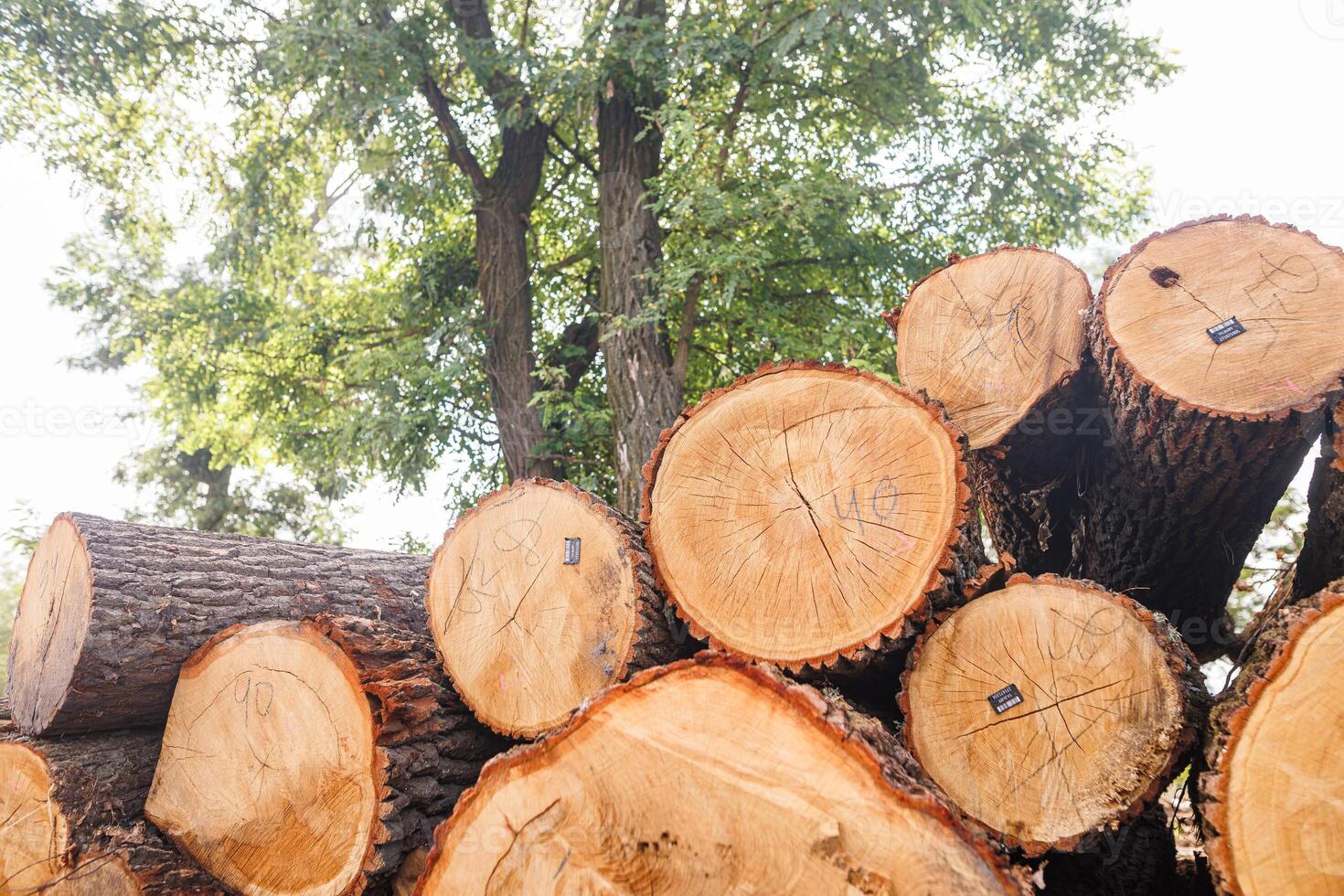 Close-up of a tree cut with wood grain against a forest background photo