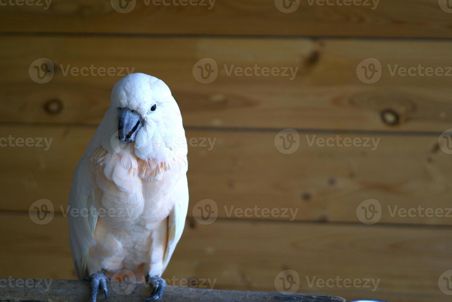 white cockatoo parrot in front of wooden background with copy space area photo