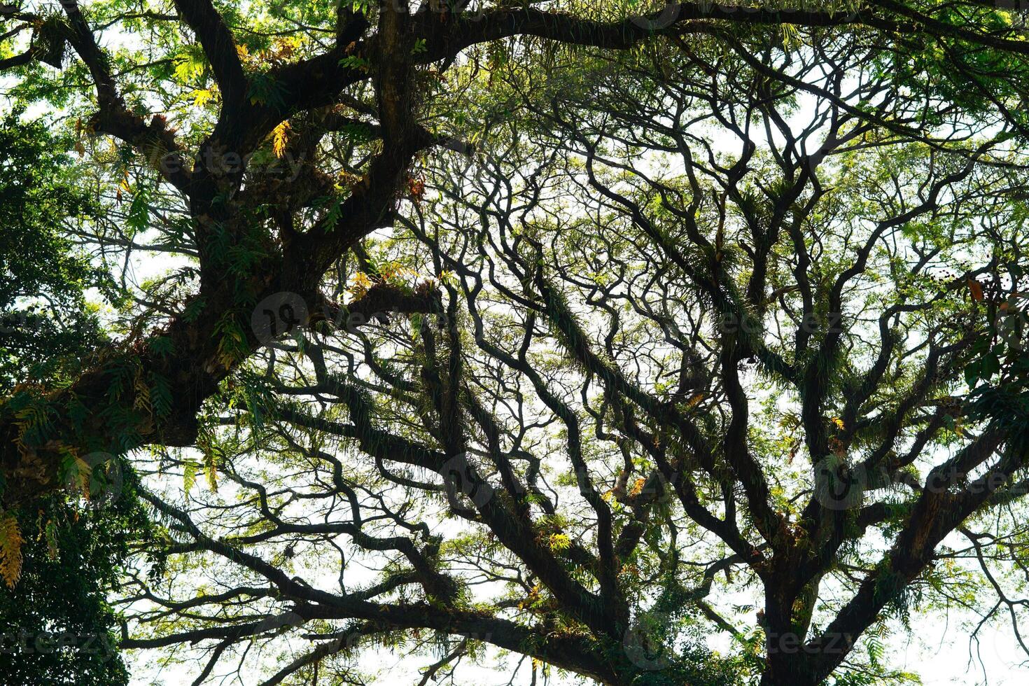 trees in the forest with curvy branch photo