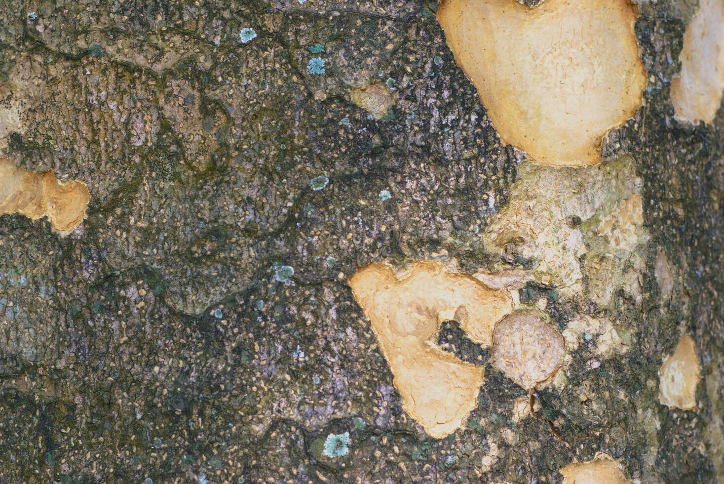 A texture of tree bark with copy space area photo