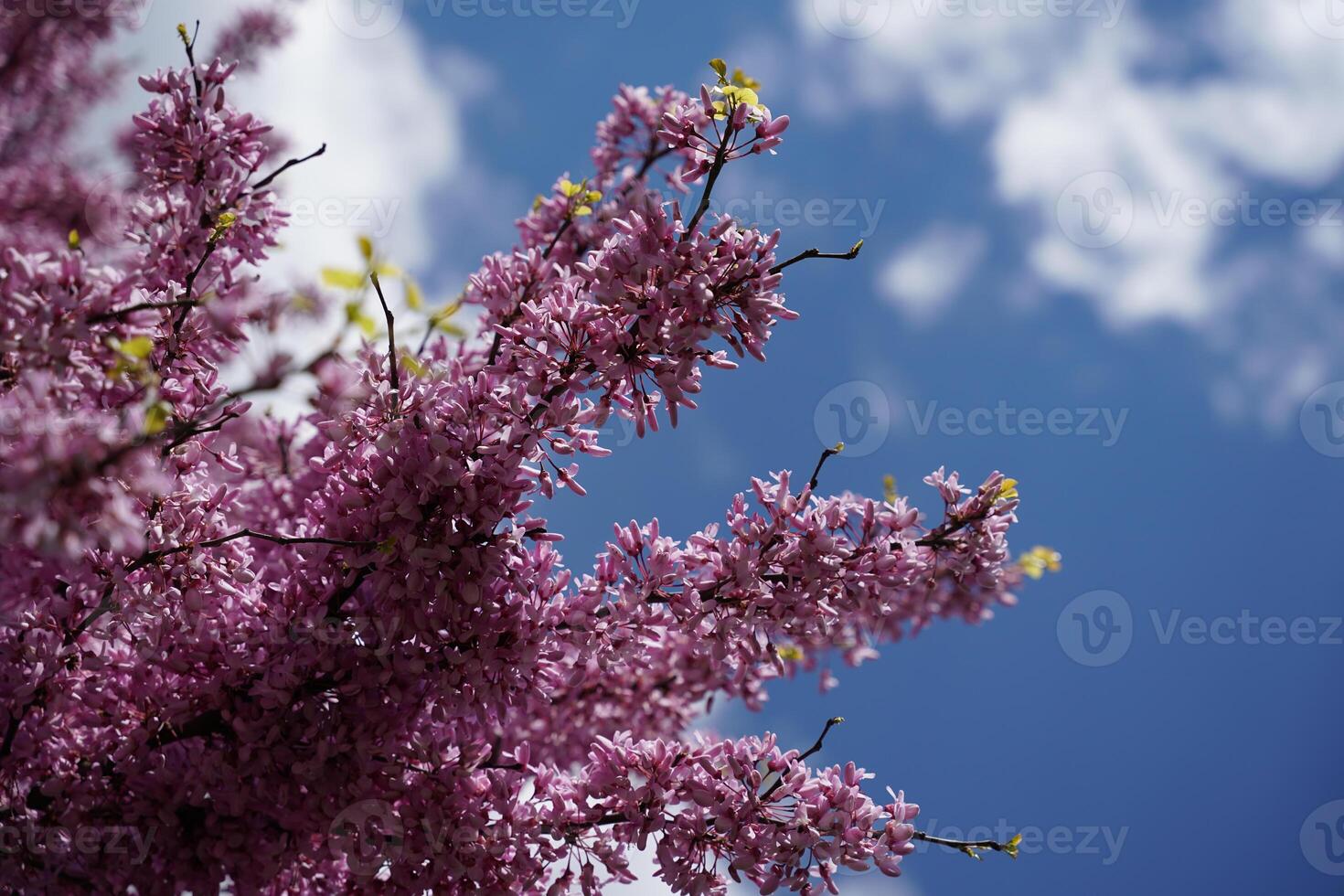 Blossom Flower on Tree Branch photo