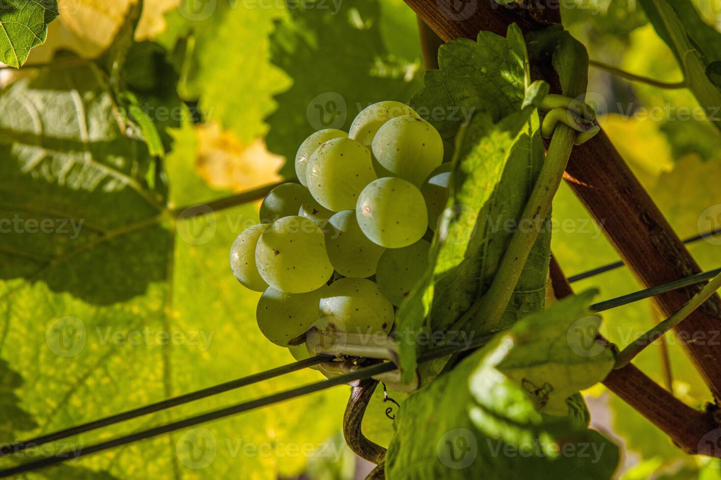 Closeup of ripe juicy green grapes branch illuminated by sunlight with a natural leafy background. Vibrant grape cluster hanging on the vine. photo