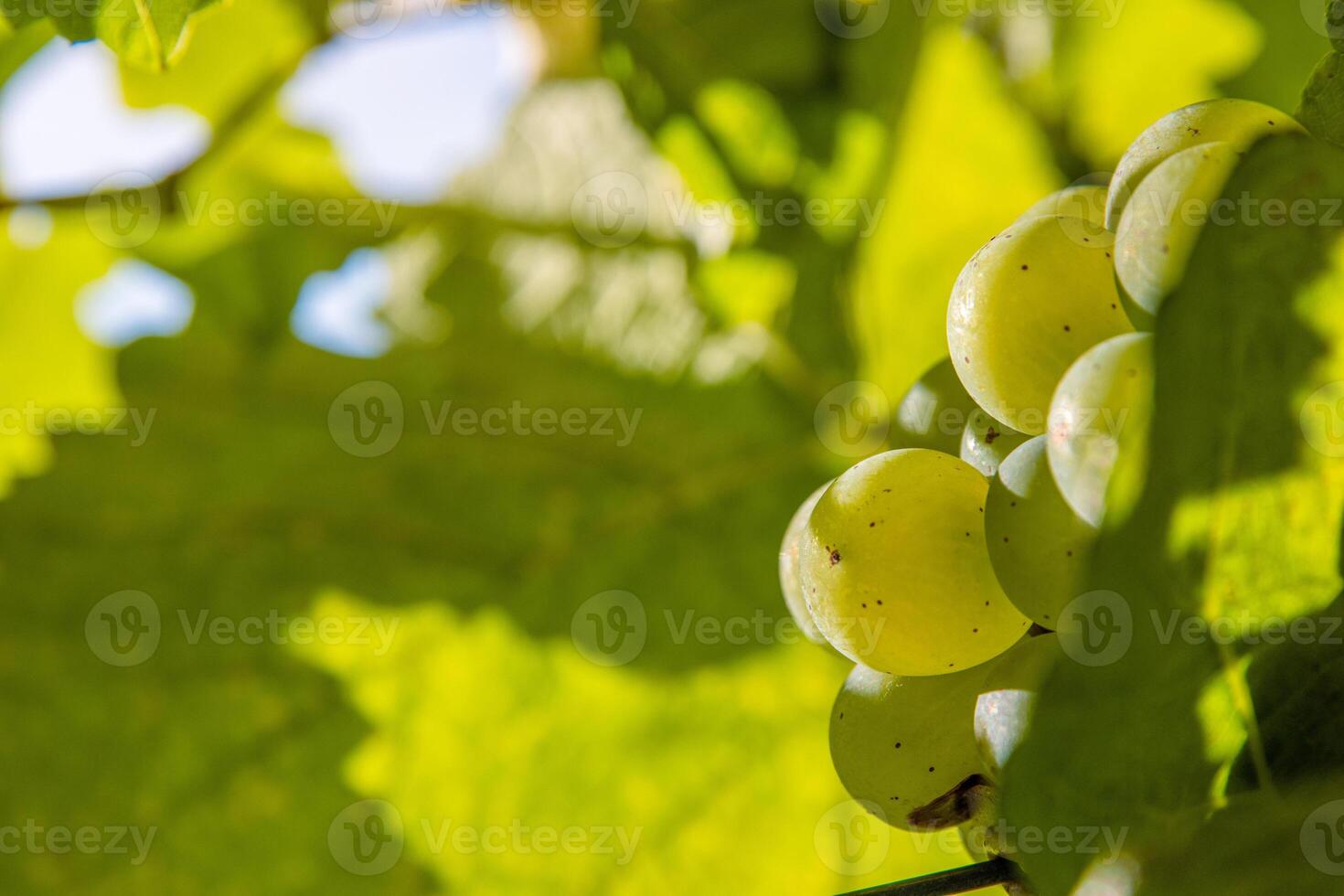Closeup of ripe juicy green grapes branch illuminated by sunlight with a natural leafy background. Vibrant grape cluster hanging on the vine. photo