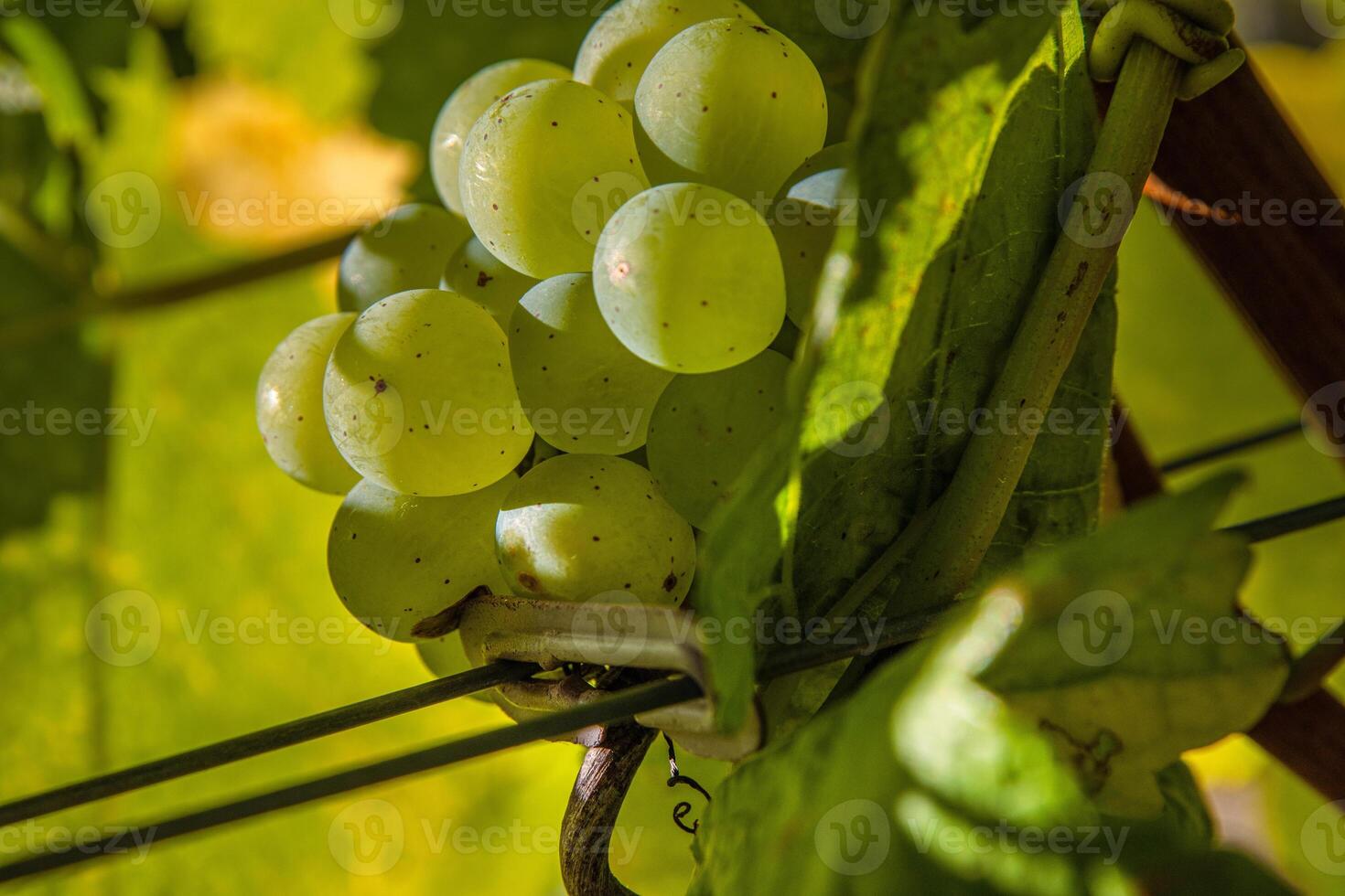 Closeup of ripe juicy green grapes branch illuminated by sunlight with a natural leafy background. Vibrant grape cluster hanging on the vine. photo