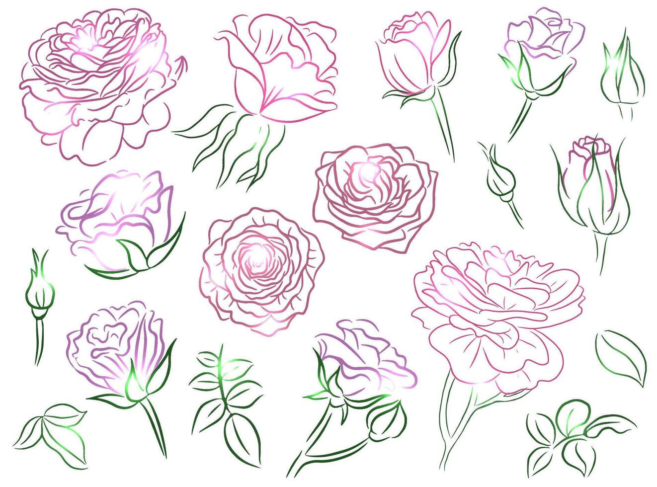 Hand drawn botanical design set with line art illustrations of styled roses on white. Summer seasonal concept with flowers for decorations, invitations, greeting cards, weddings. vector