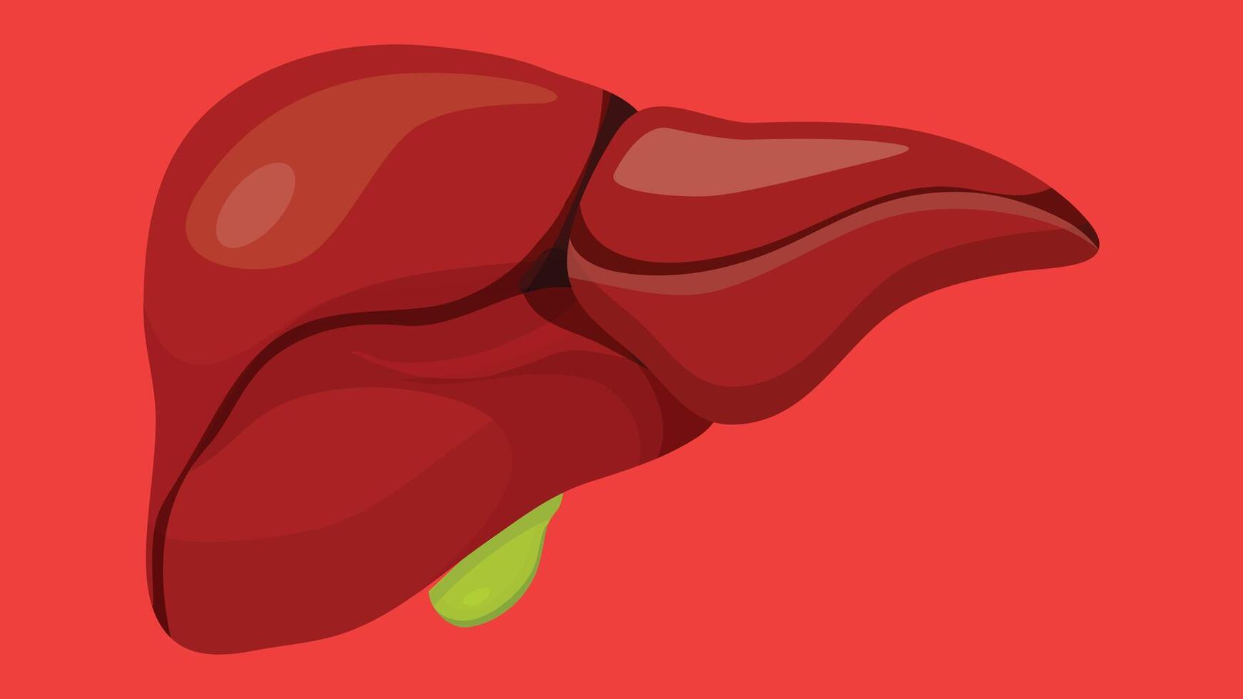 Human Organs illustration for educational and science vector