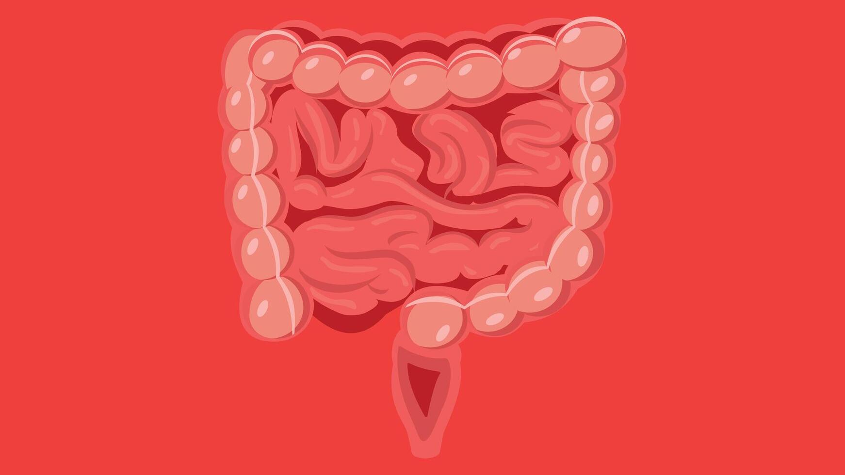 Human Organs illustration for educational and science vector