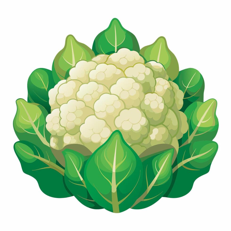 Realistic cauliflower on white background vector