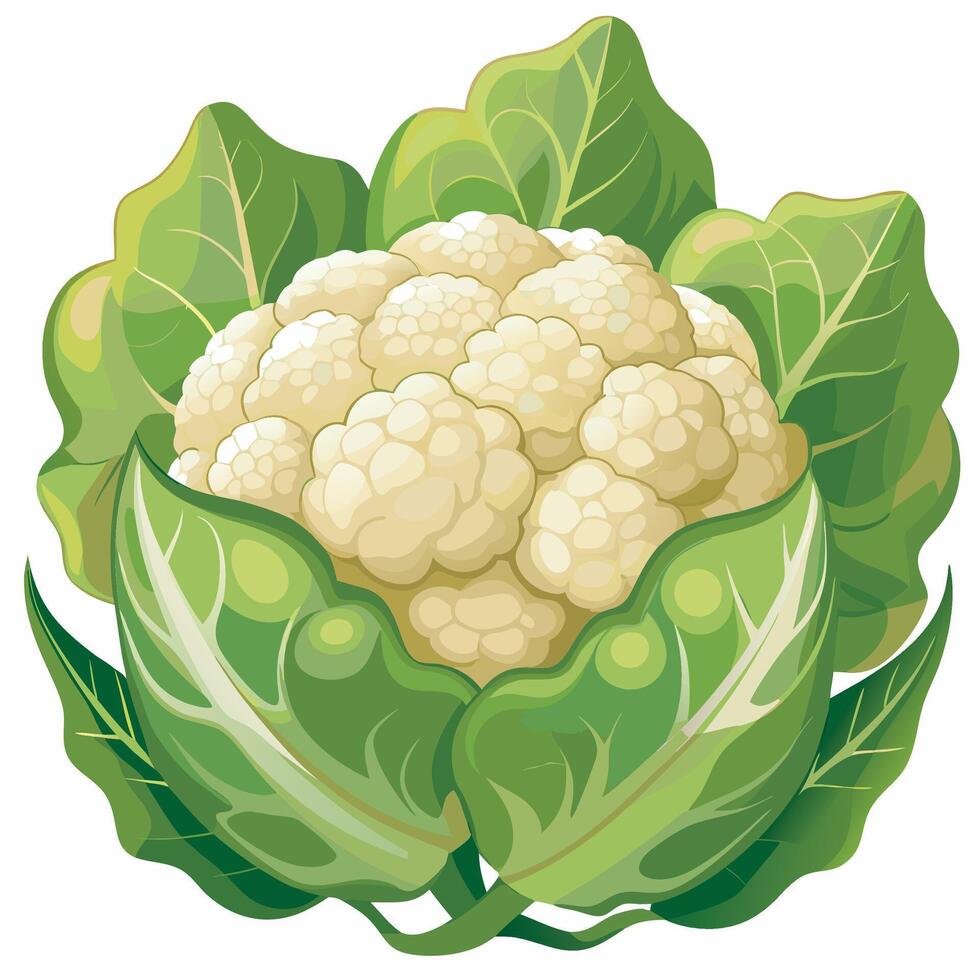 Realistic cauliflower on white background vector