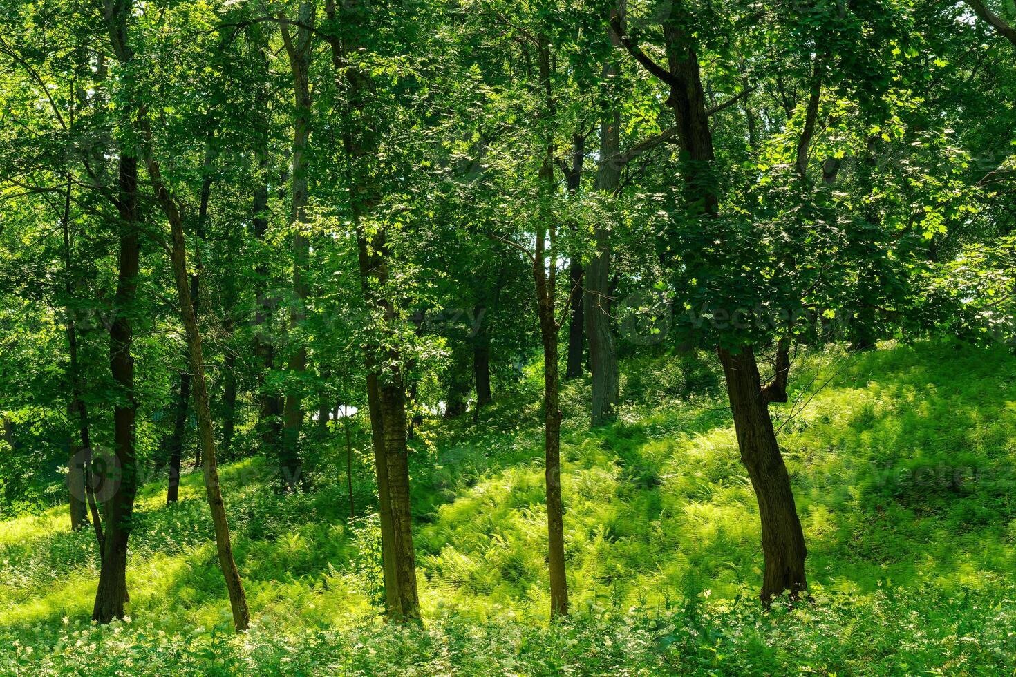 Park with lush green trees during the daytime in summer. photo