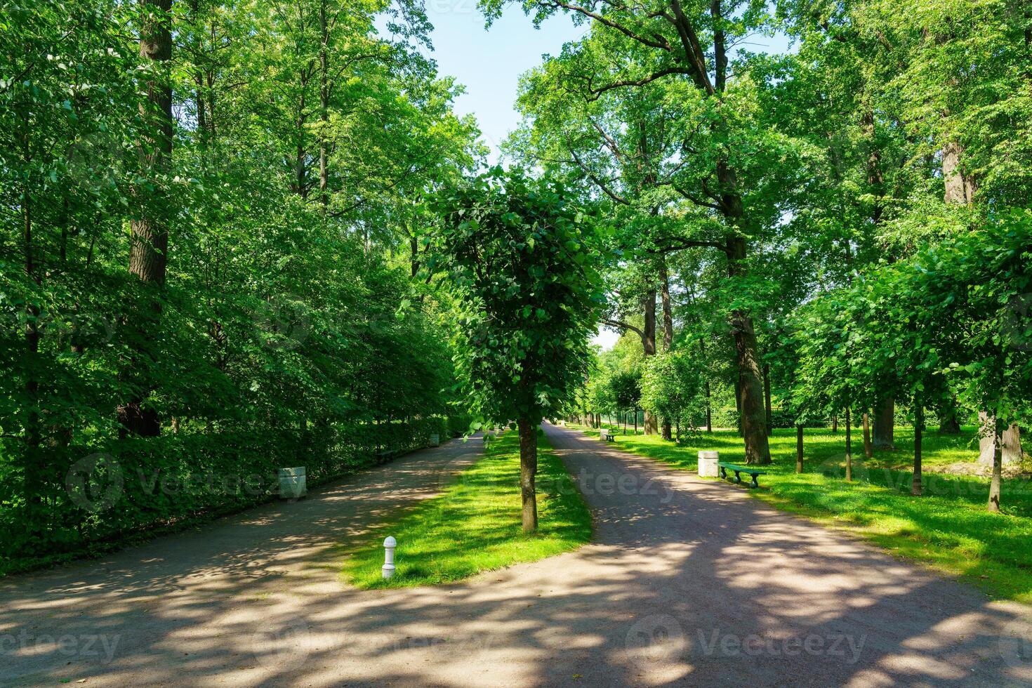 A dirt path through a park with lush green trees during the daytime in summer. photo