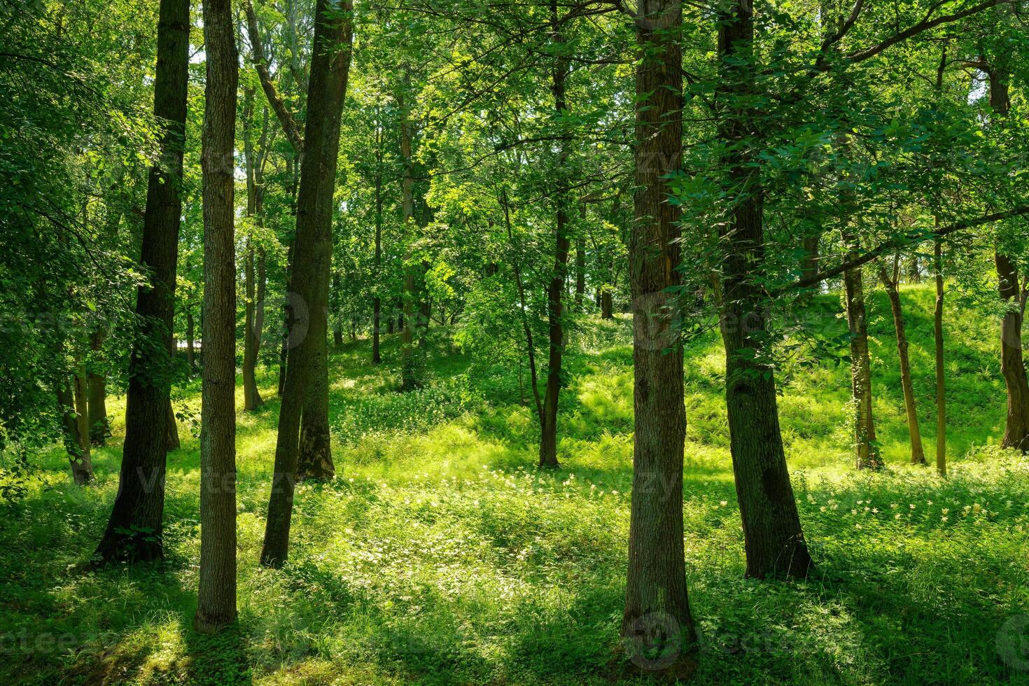 Park with lush green trees during the daytime in summer. photo