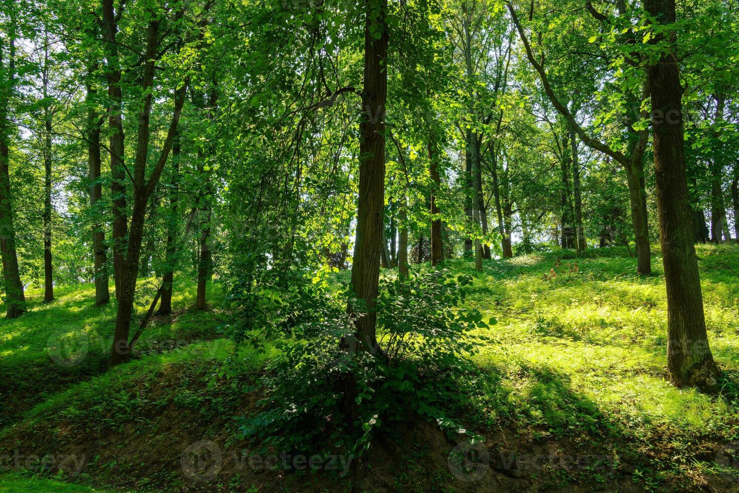 Park with lush green trees during the daytime in summer. photo