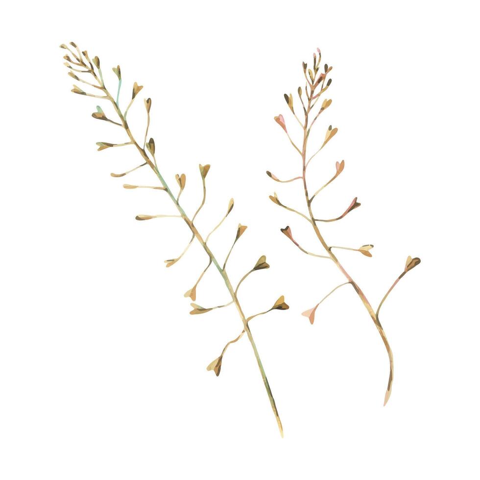 Capsella bursa-pastoris two branches in ochre, brown and turquoise, wild, meadow herbs, dried flowers. Watercolor botanical illustration, hand drawn. Set of elements isolated from the background vector