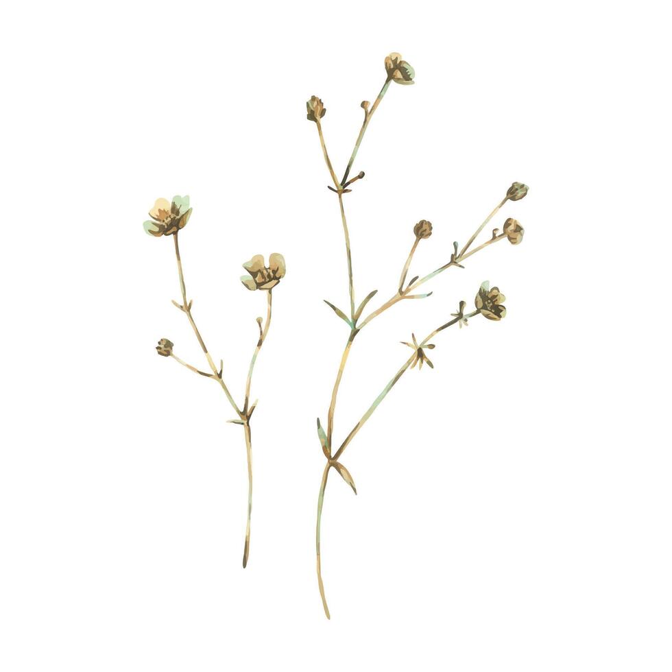 Ranunculus acris two branches in ochre, brown, pink and turquoise, wild, meadow herbs, dried flowers. Watercolor botanical illustration, hand drawn. Set of elements isolated from the background vector