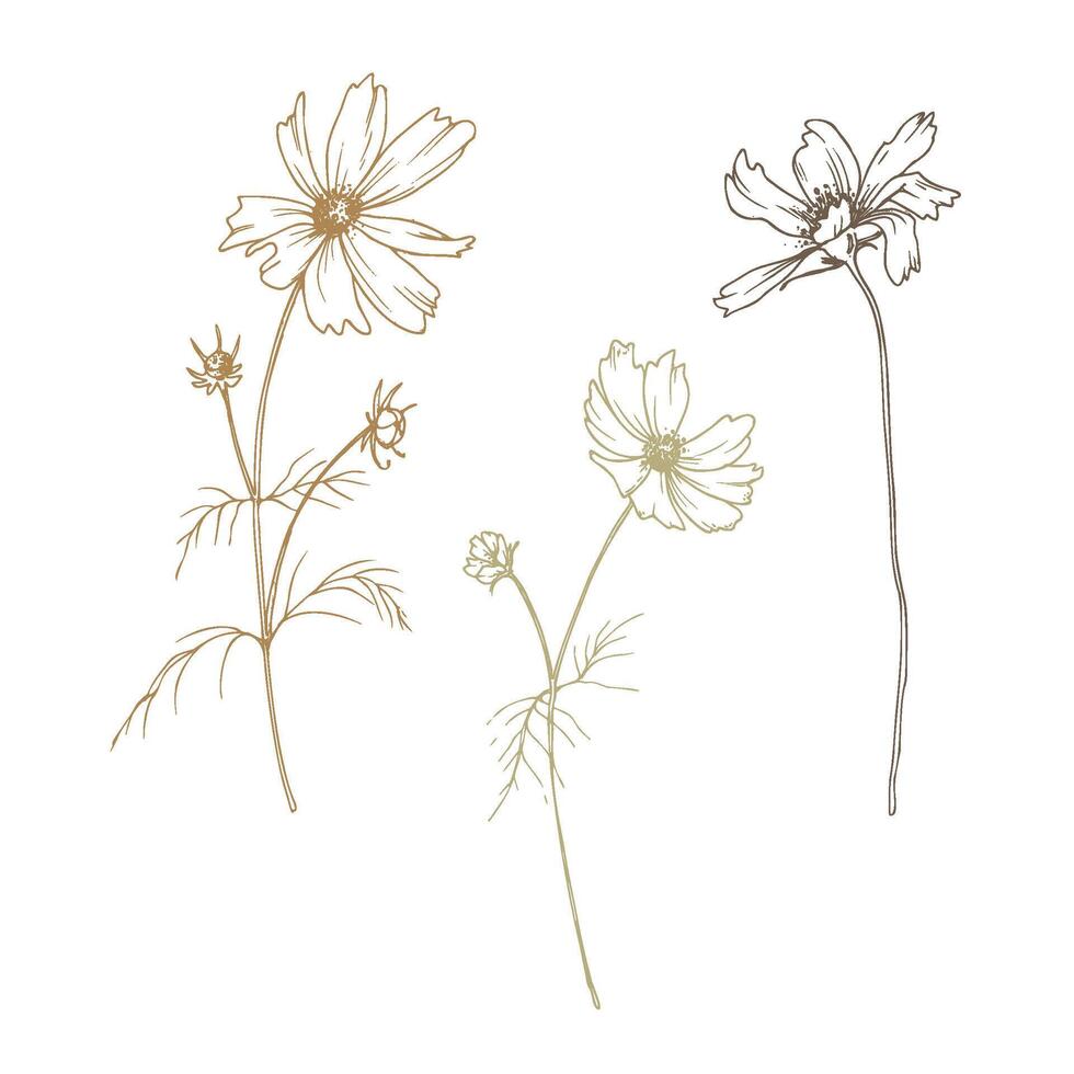 Cosmos three flowers and buds with leaves wild meadow dried flowers. Line art is a simple hand-drawn illustration in beige, ochre, brown ink. Isolated EPS set of elements. vector