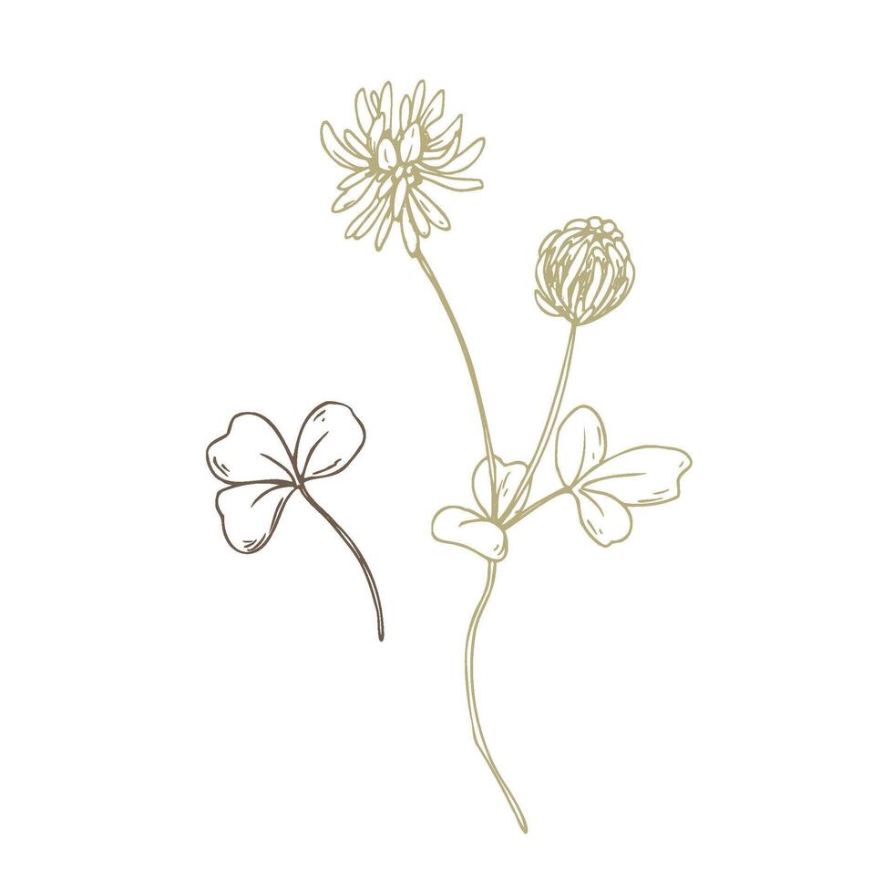 Clover flower, bud and leaves wild, meadow herbs, dried flowers. Line art is a simple hand-drawn illustration in beige, ochre, brown ink. Isolated EPS set of elements. vector