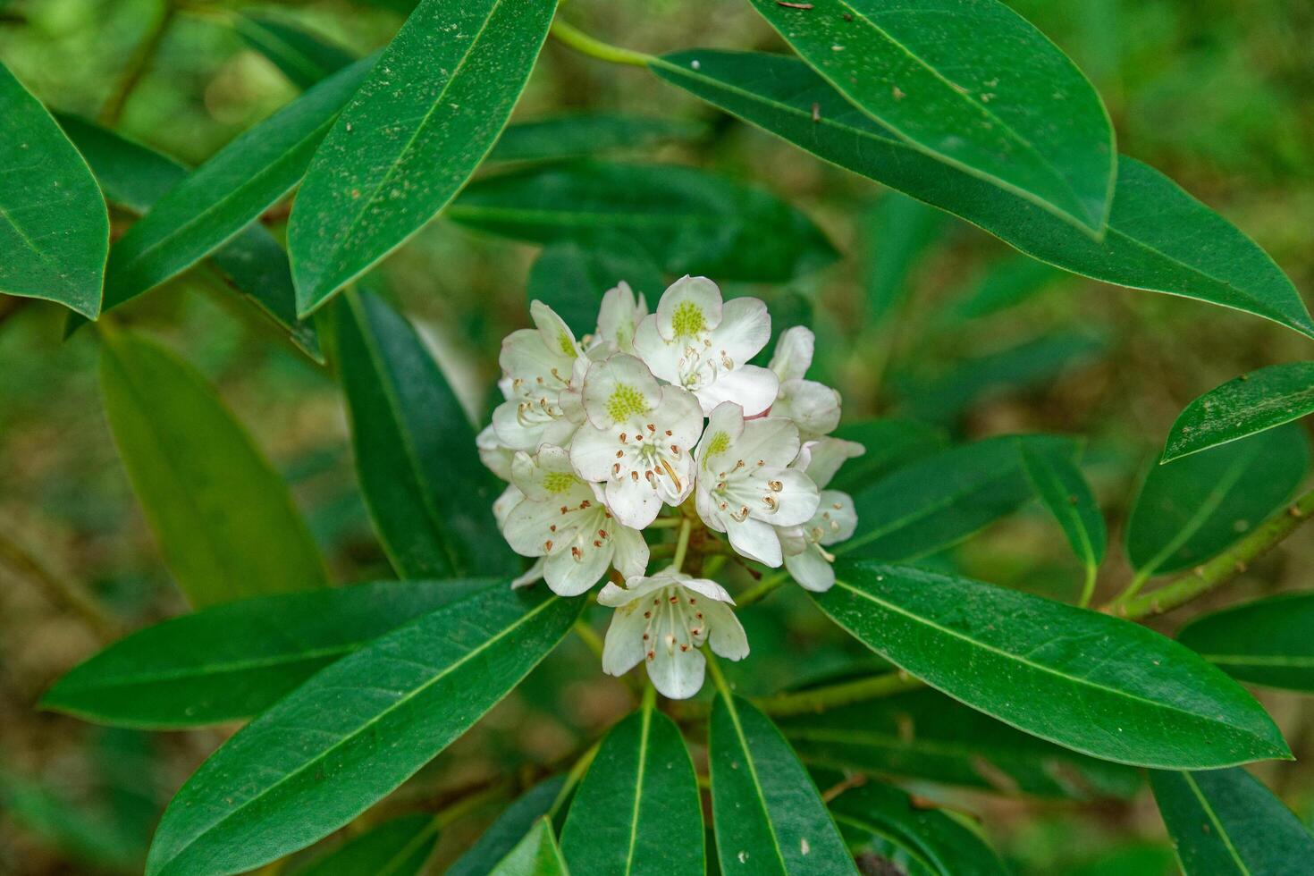 Rhododendron in bloom closeup photo