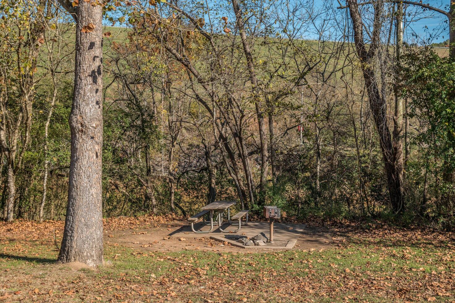 Picnic area in the woods photo