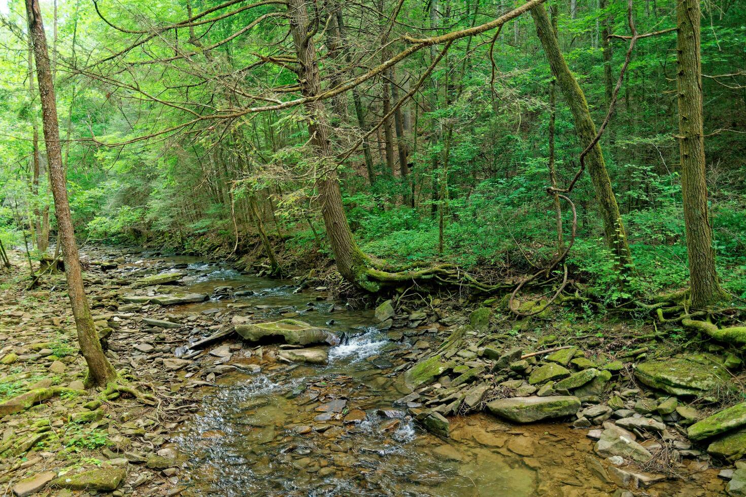 Rocky creek in a forest photo
