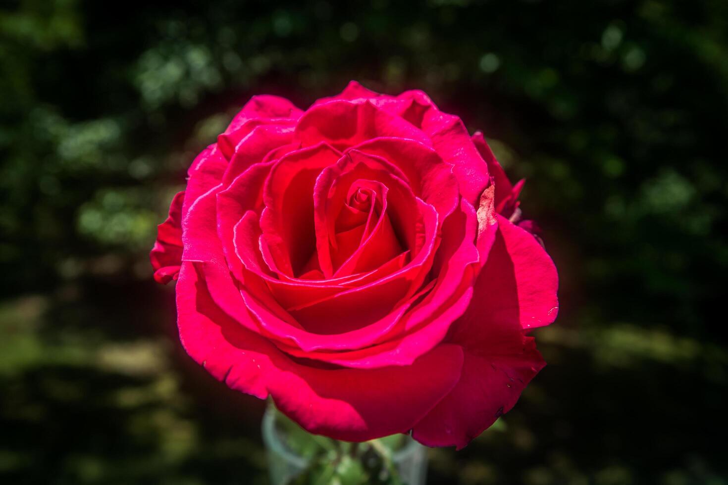 Single red rose closeup photo