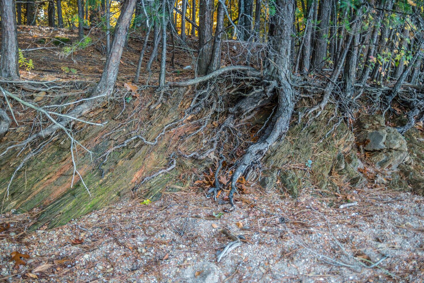 Trees roots exposed on rocky shoreline photo