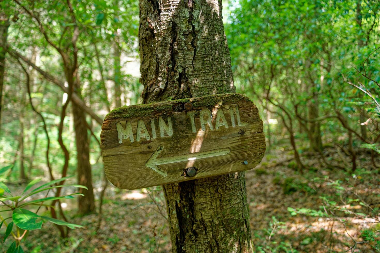 Main trail sign photo