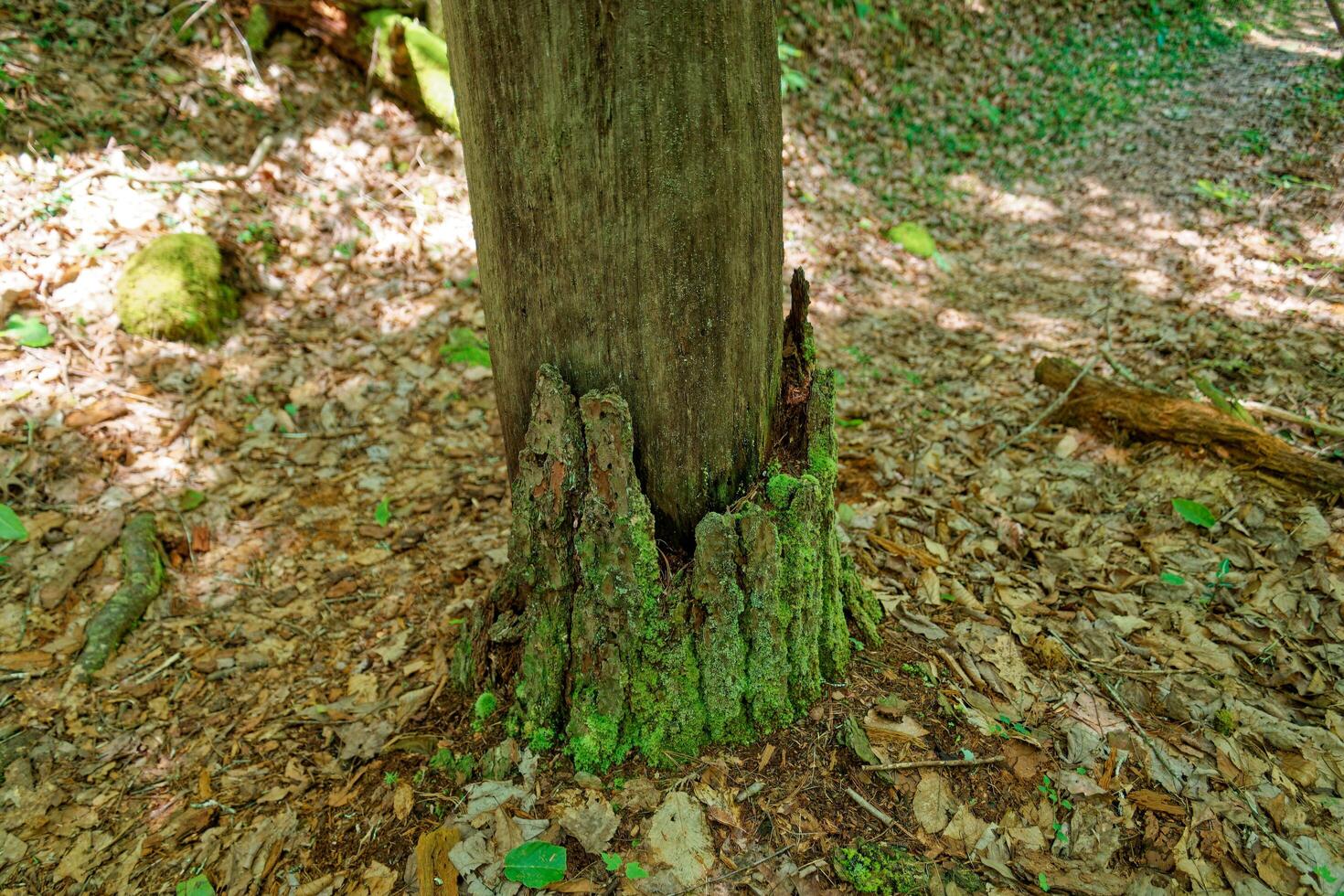 Bark left on a dead tree photo