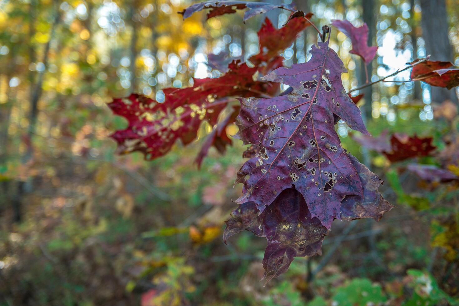 Autumn purple and maroon oak leaves photo
