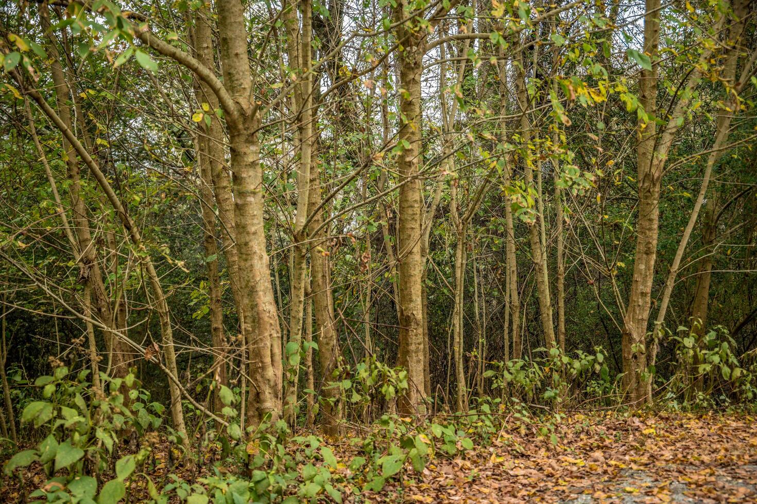 Cluster of trees photo
