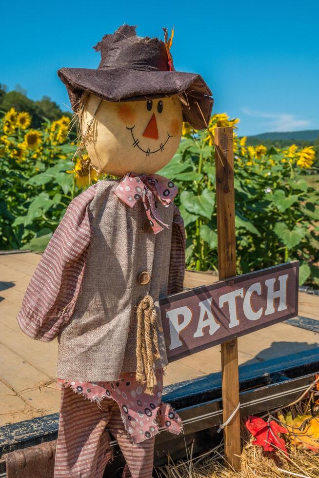 Scarecrow decoration in a sunflower field photo