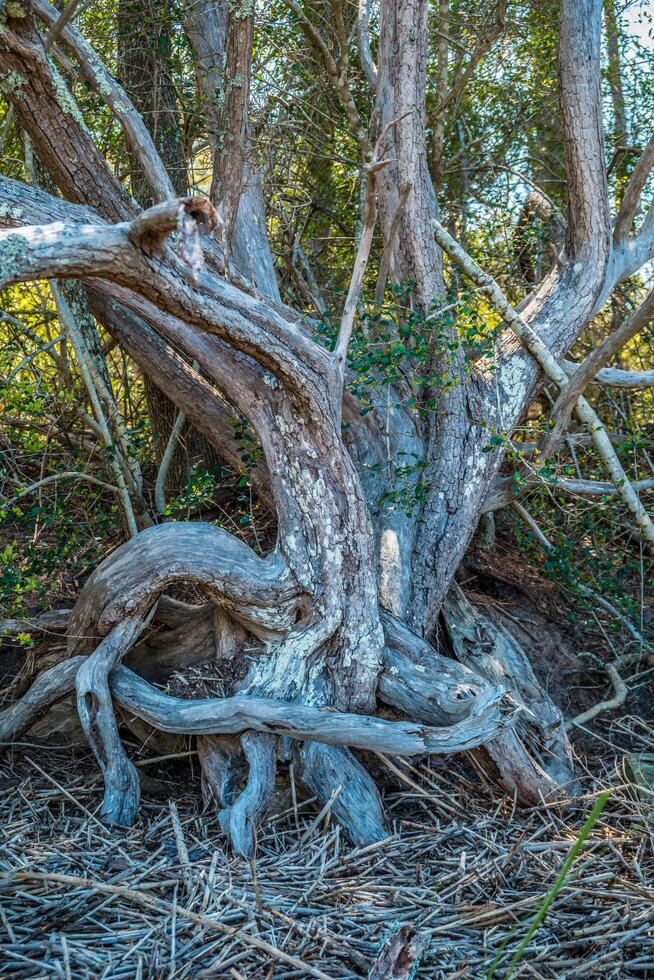 Dead tree with exposed roots photo