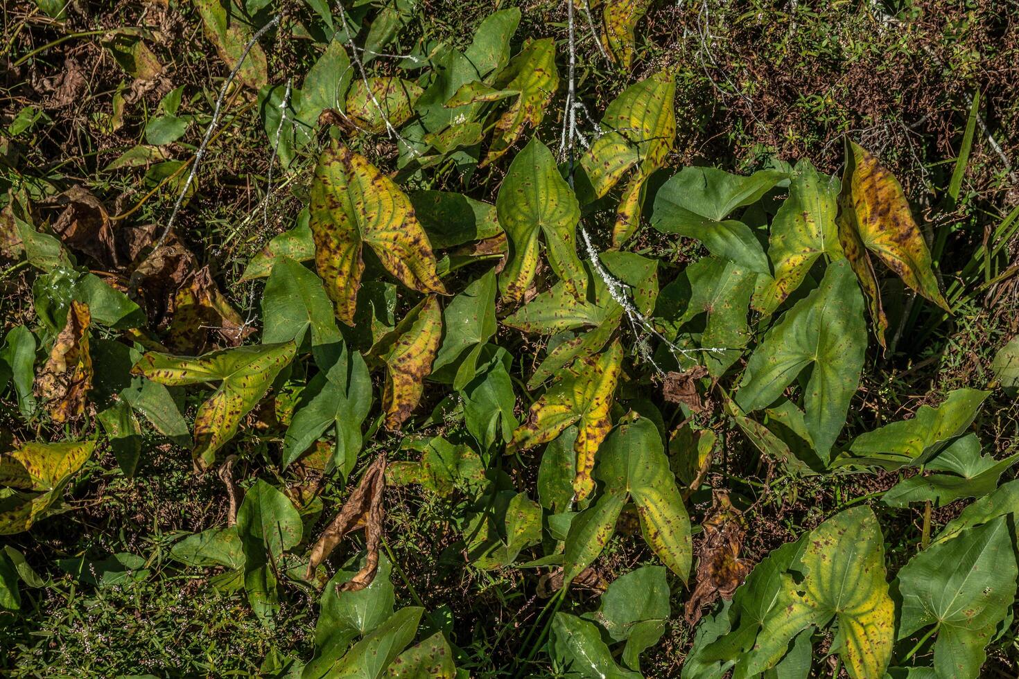 Broadleaf arrowhead plants in autumn photo