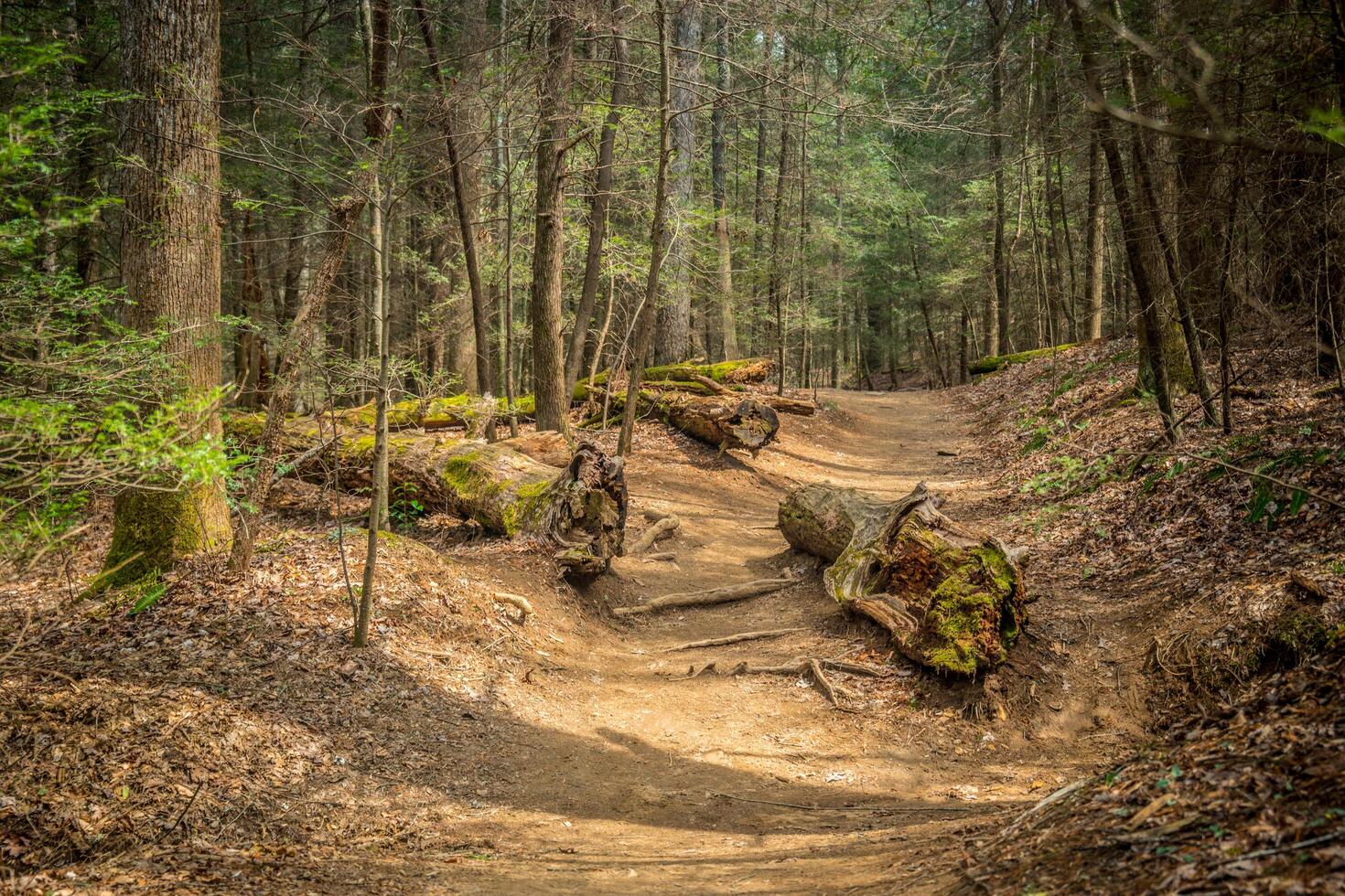 Fallen trees on the trail photo