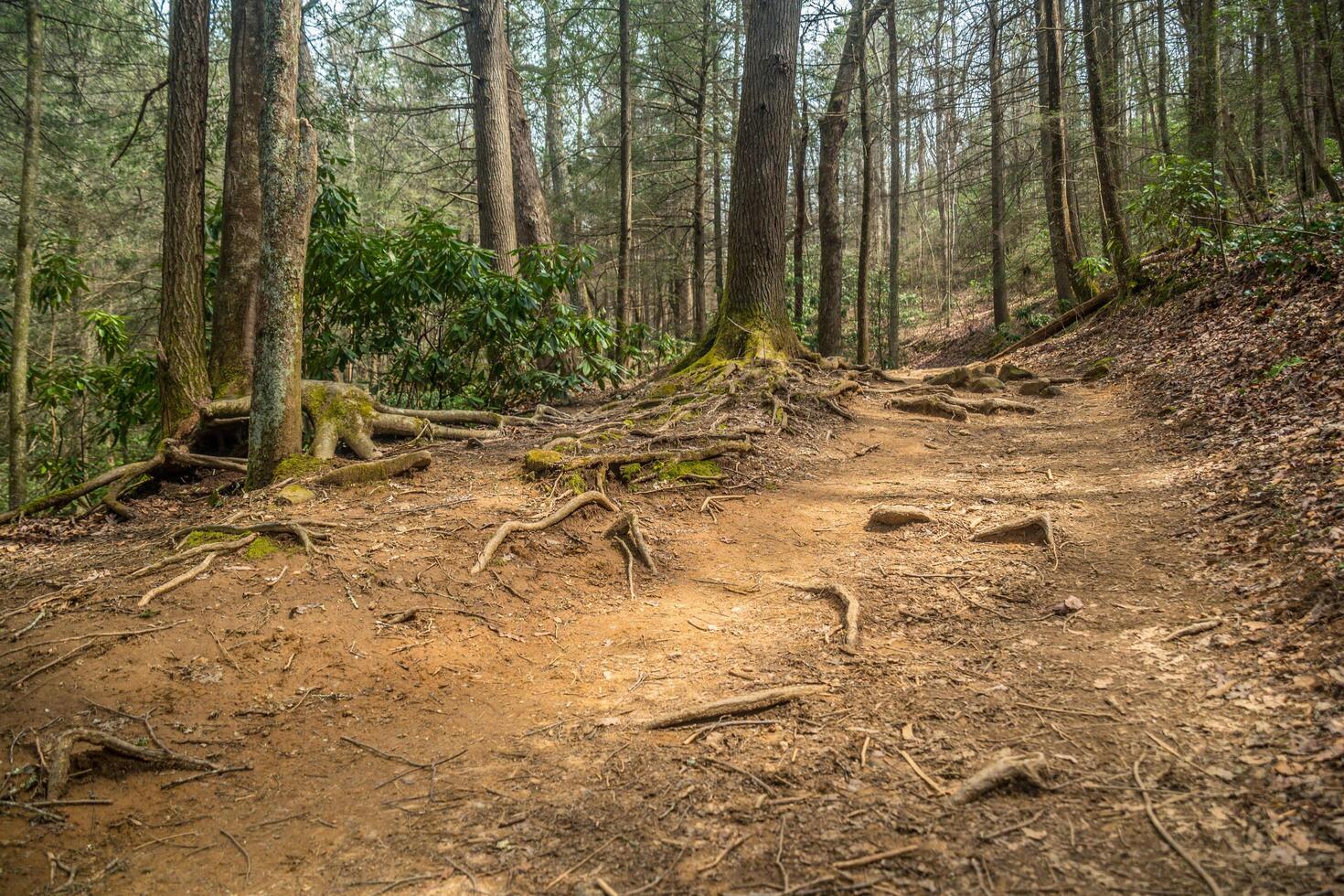 Trail uphill in the forest photo